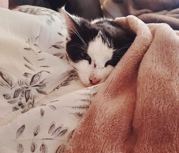 Help a Kitten or Older Cat find their Forever Home!