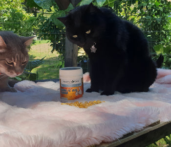 Is Garlic good for your Kitty Cat?