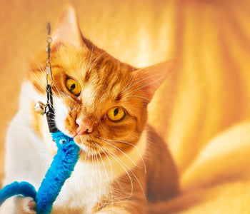 5 Tips to keep you and your kitty happy during isolation