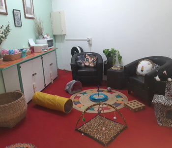 Dawson & Amelia's Favourite Local Holiday Resort -The Little Meow Cattery