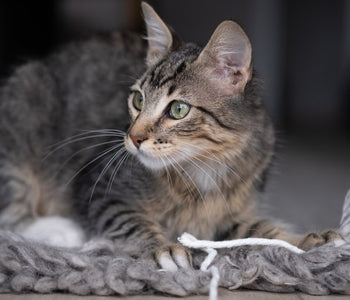 Our Aging Precious Fur Babies and the Effective Care Measures that Can be Taken.