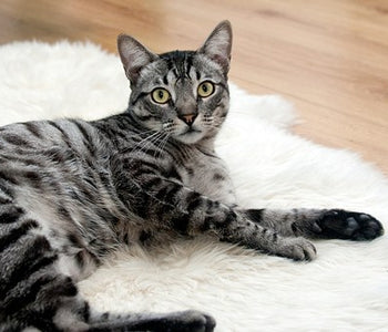 Is Your Cat Stressed? Most Common Stressors and Ways to Eliminate Them.