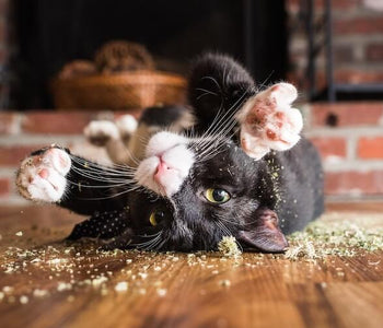 Catnip Kitty Party- Purrfect!