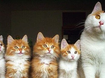 Our Fur Baby - Motherhood and Fatherhood Instincts.