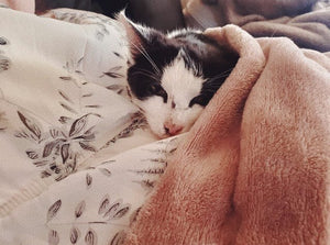 Help a Kitten or Older Cat find their Forever Home!