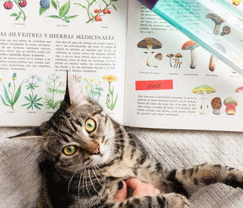 Book recommendation: Your Cat - Simple New Secrets to a Longer, Stronger Life