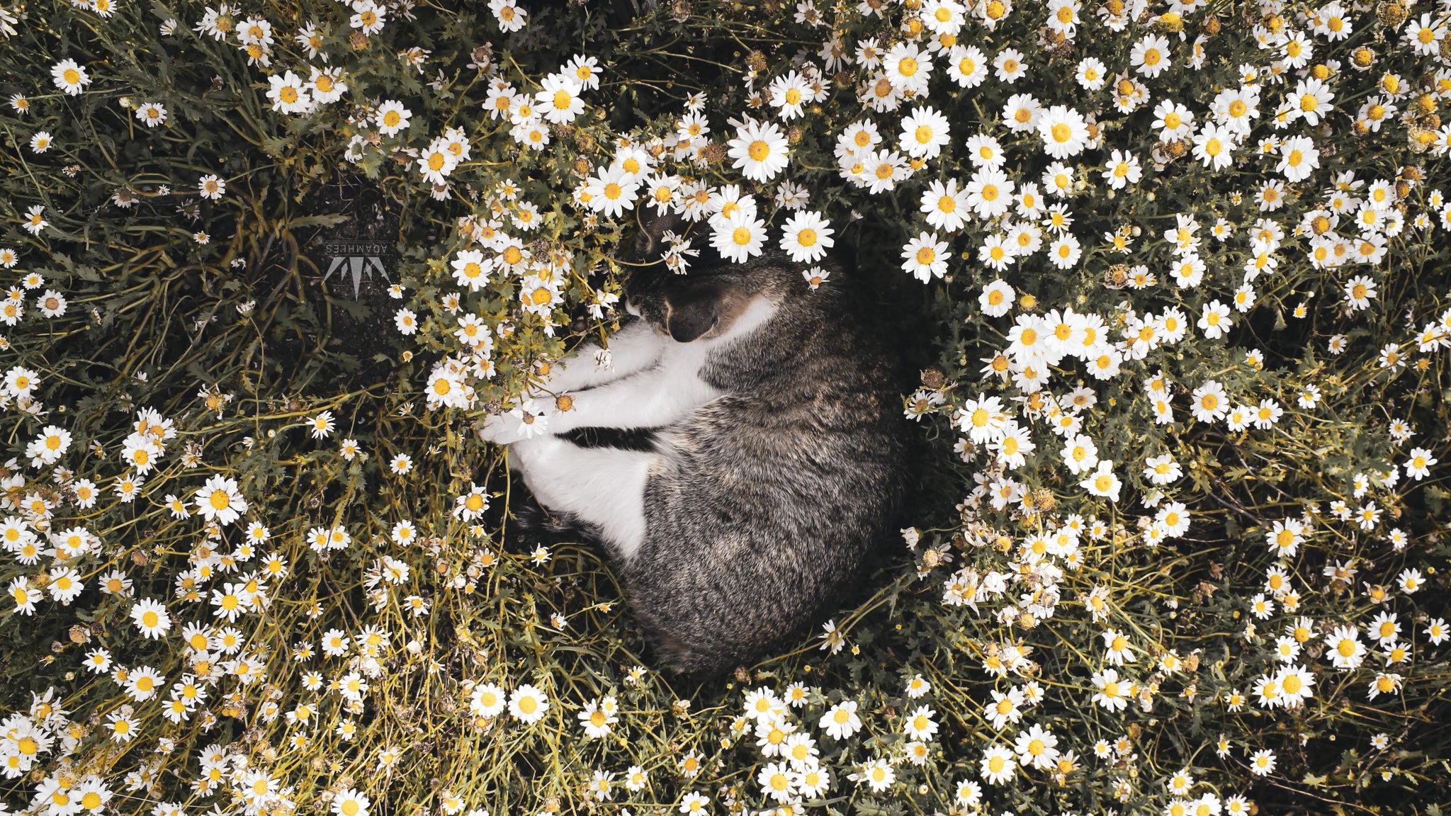 Can flowers make your cat happier?