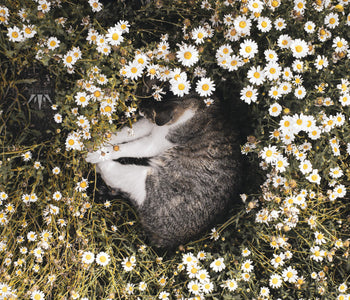 Can flowers make your cat happier?