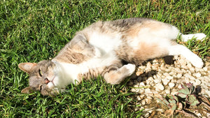 Getting rid of fleas on cat using natural ingredients