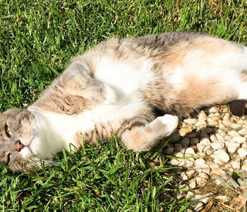 How to get rid of pesty fleas by using natural ingredients?