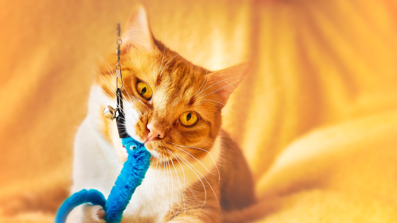 5 Tips to keep you and your kitty happy during isolation