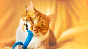 5 Tips to keep you and your kitty happy during isolation