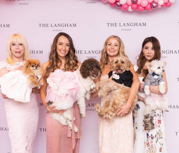 Pampered Pet Staycation 5 stars and many paws!