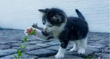 Warning from Dawson & Amelia - Dangers in the home for Kitty to Avoid