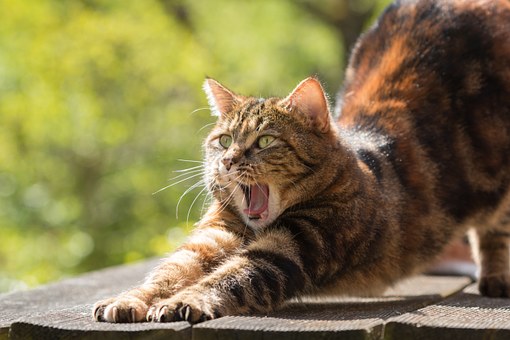 A Special Vita-Mineral 'Mouse' Mix for Yours Cat's Vitality Health & Wellness for the Natural Cat Diet.