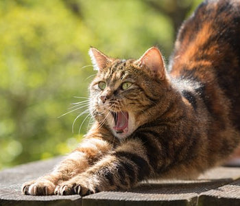 A Special Vita-Mineral 'Mouse' Mix for Yours Cat's Vitality Health & Wellness for the Natural Cat Diet.