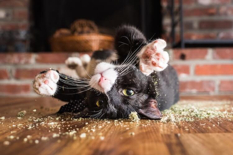 Catnip Kitty Party- Purrfect!