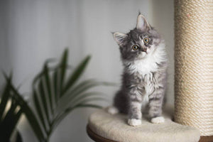 Cat Communications - Learning To Understand Kitty And They Understand You.