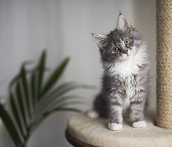 Cat Communications - Learning To Understand Kitty And They Understand You.