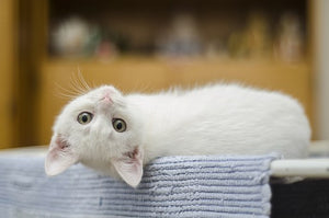 Kitty Cat Allergies And How You Can Support Your Fur Baby.