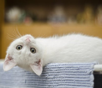 Kitty Cat Allergies And How You Can Support Your Fur Baby.