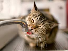 Is Your Fur Baby Getting Enough Water to Avoid Being Dehydrated?
