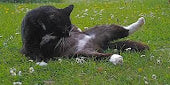 Checklist of ImPAWtant Kitty Health Symptoms to Watch Out for-