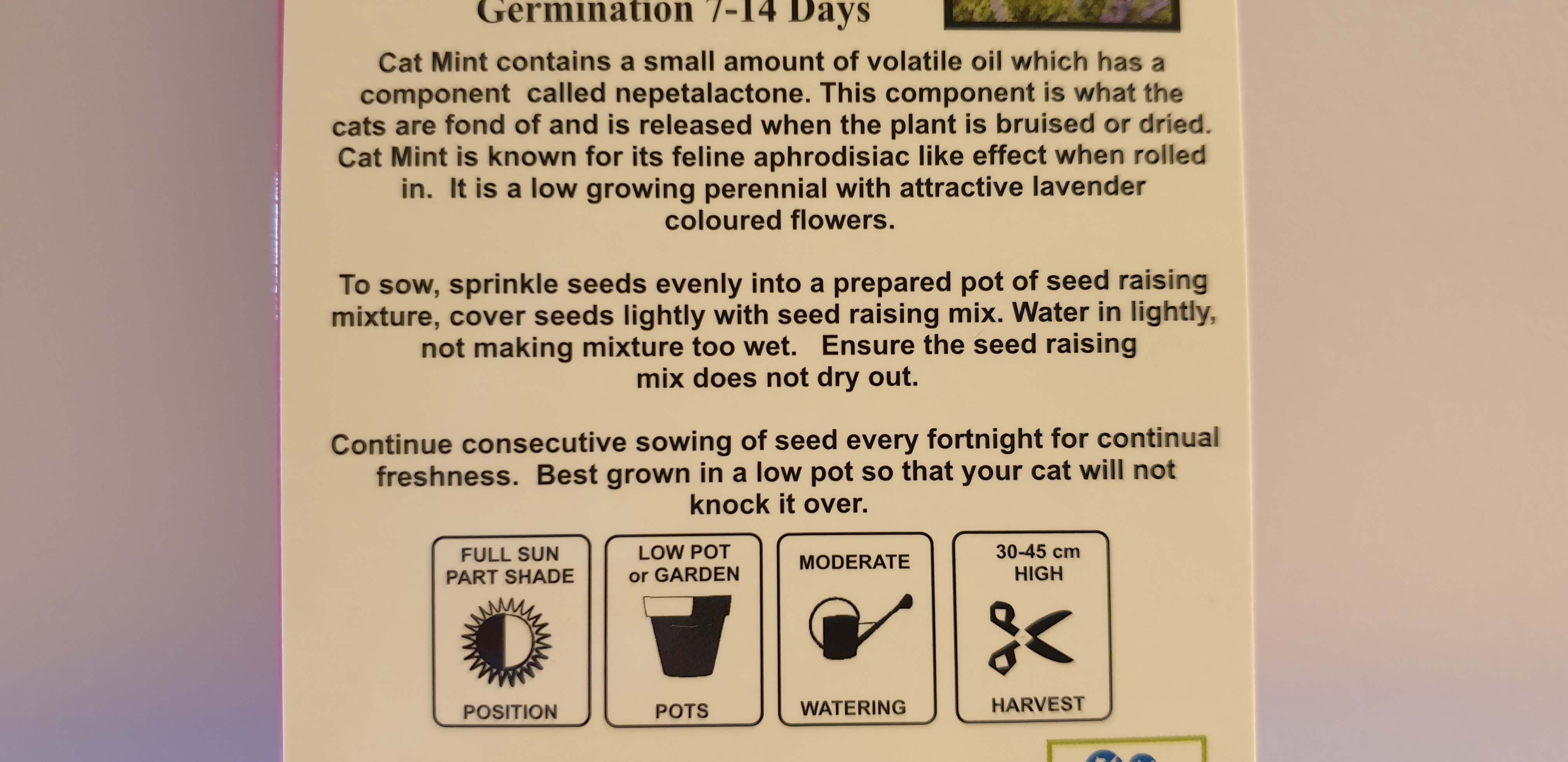 Cat Mint Seeds to Sew for a Natural High for Kitty.