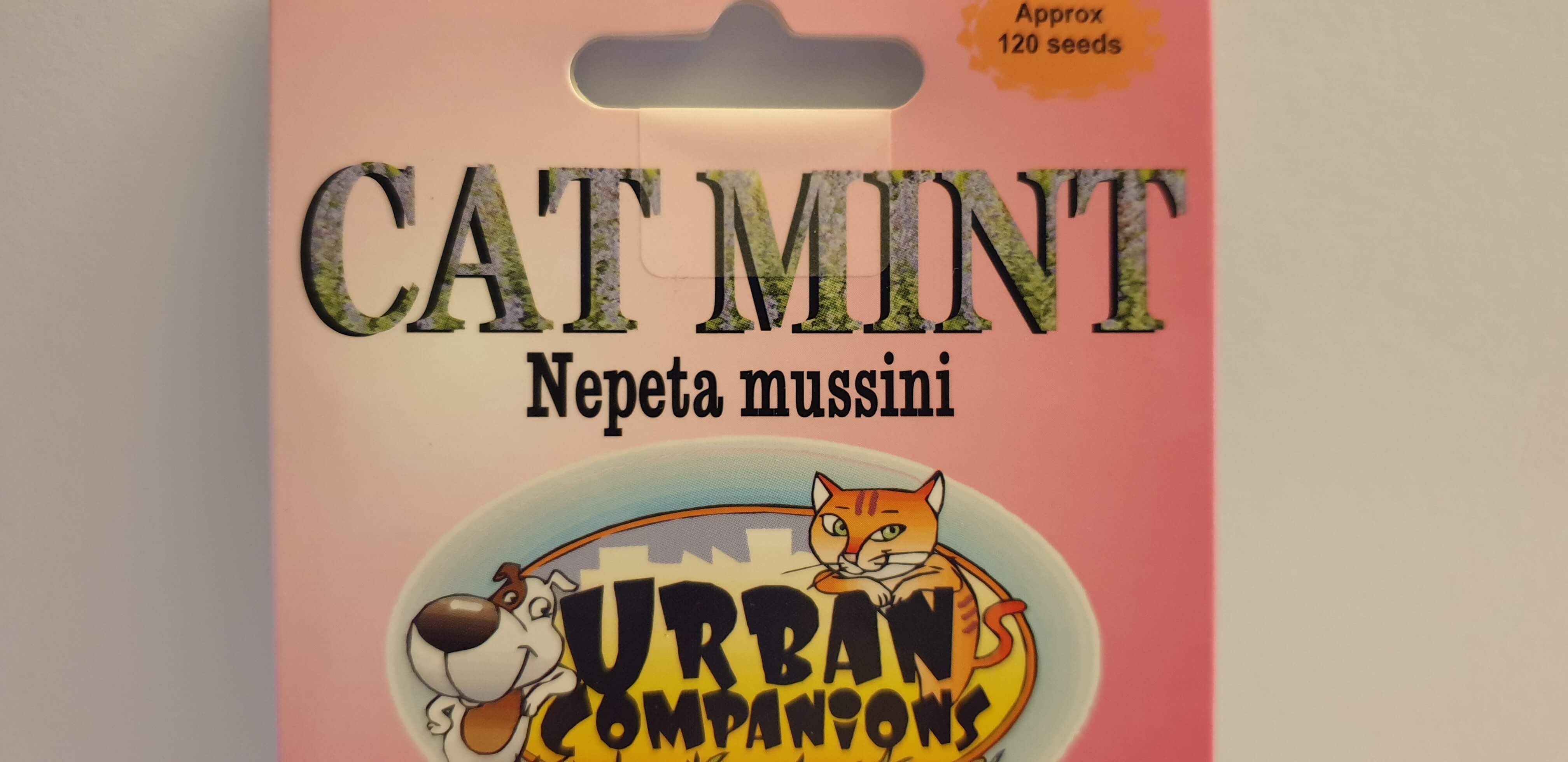 Cat Mint Seeds to Sew for a Natural High for Kitty.