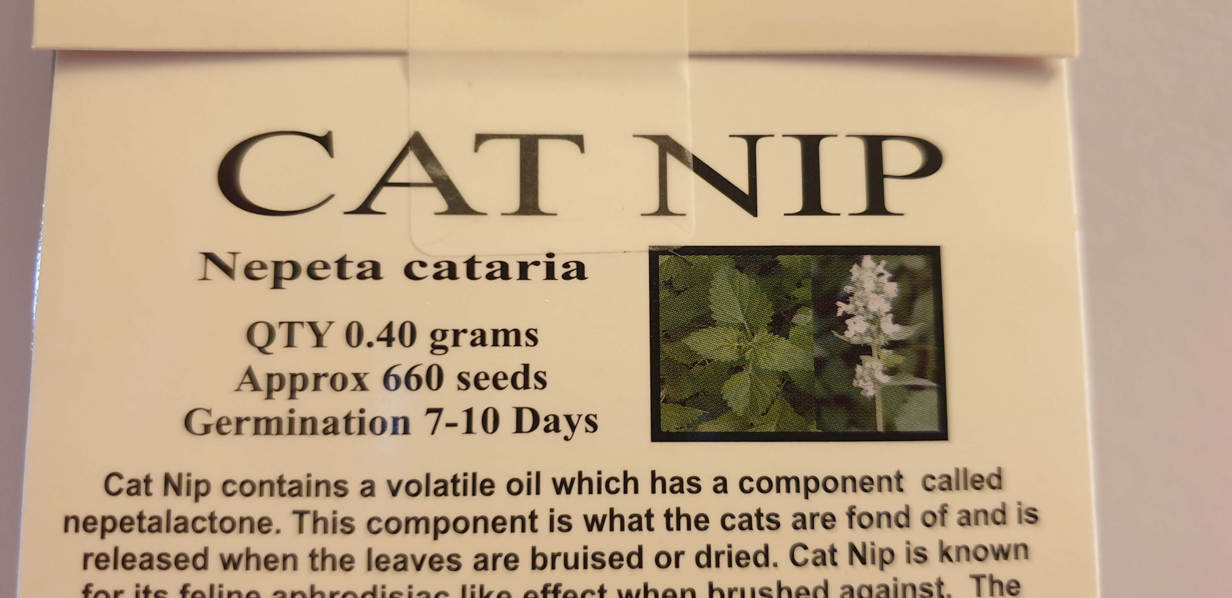 Kitty Catnip Seeds - Plan for the Catnip Party!