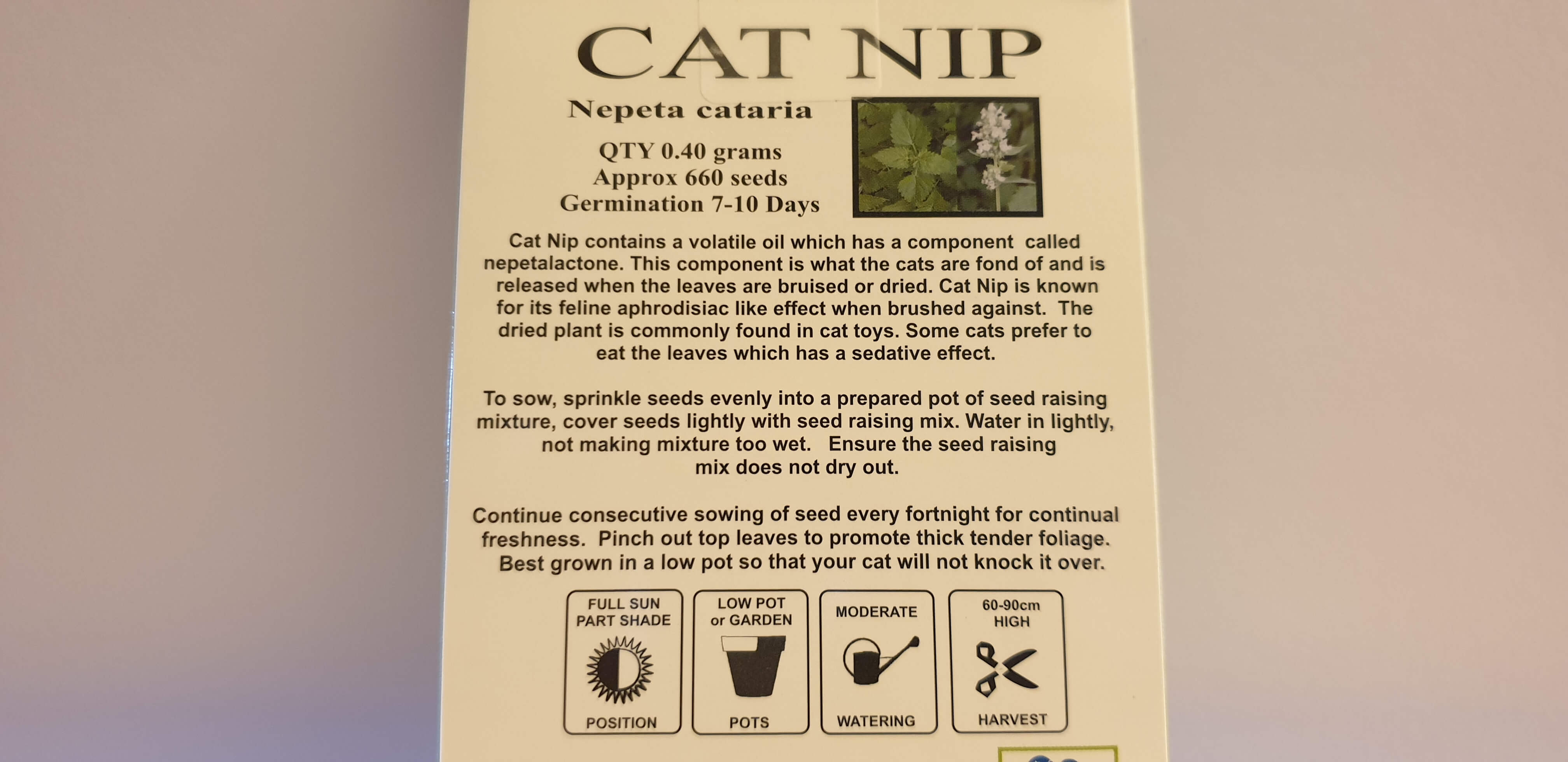Kitty Catnip Seeds - Plan for the Catnip Party!