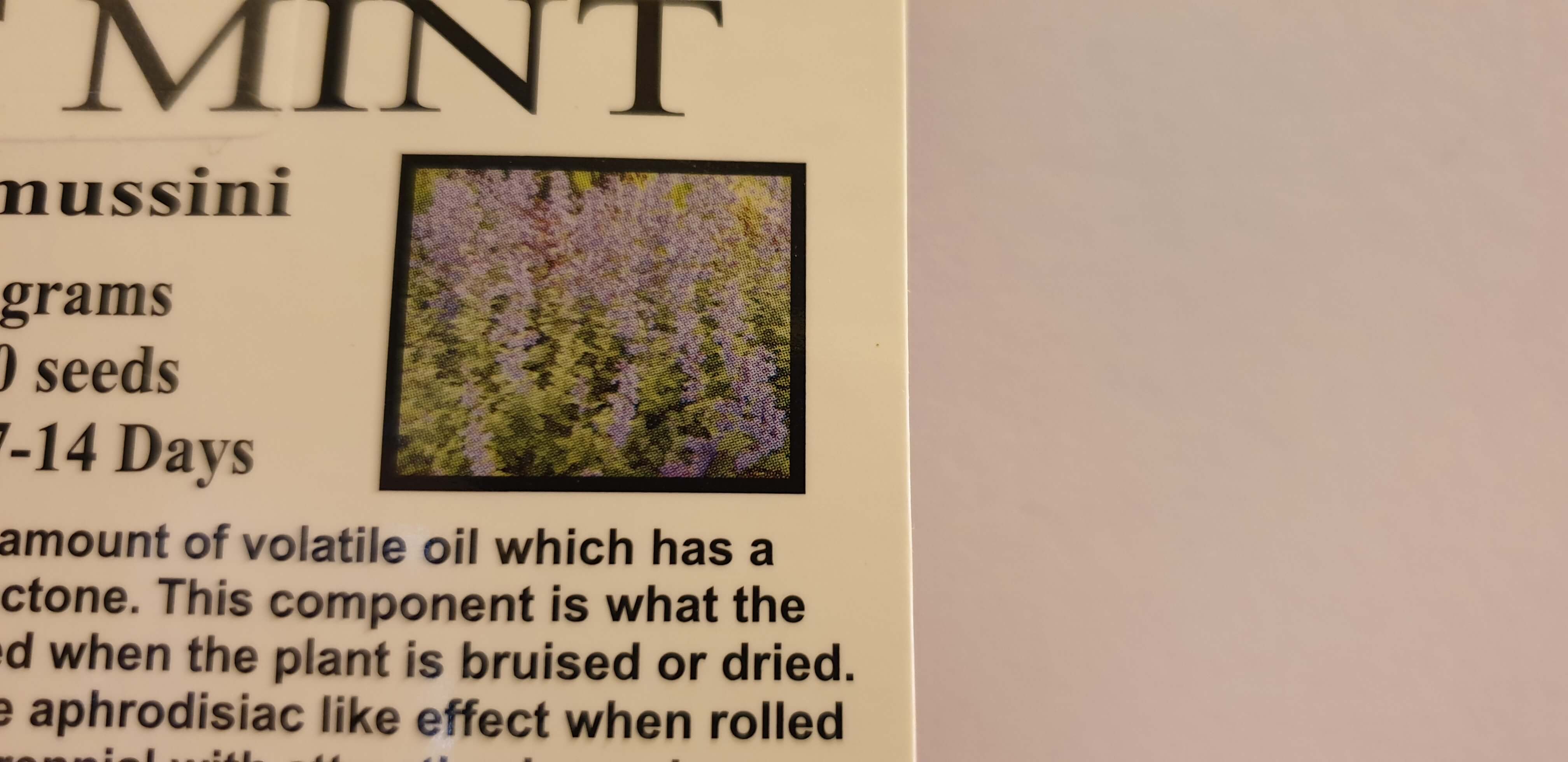 Cat Mint Seeds to Sew for a Natural High for Kitty.