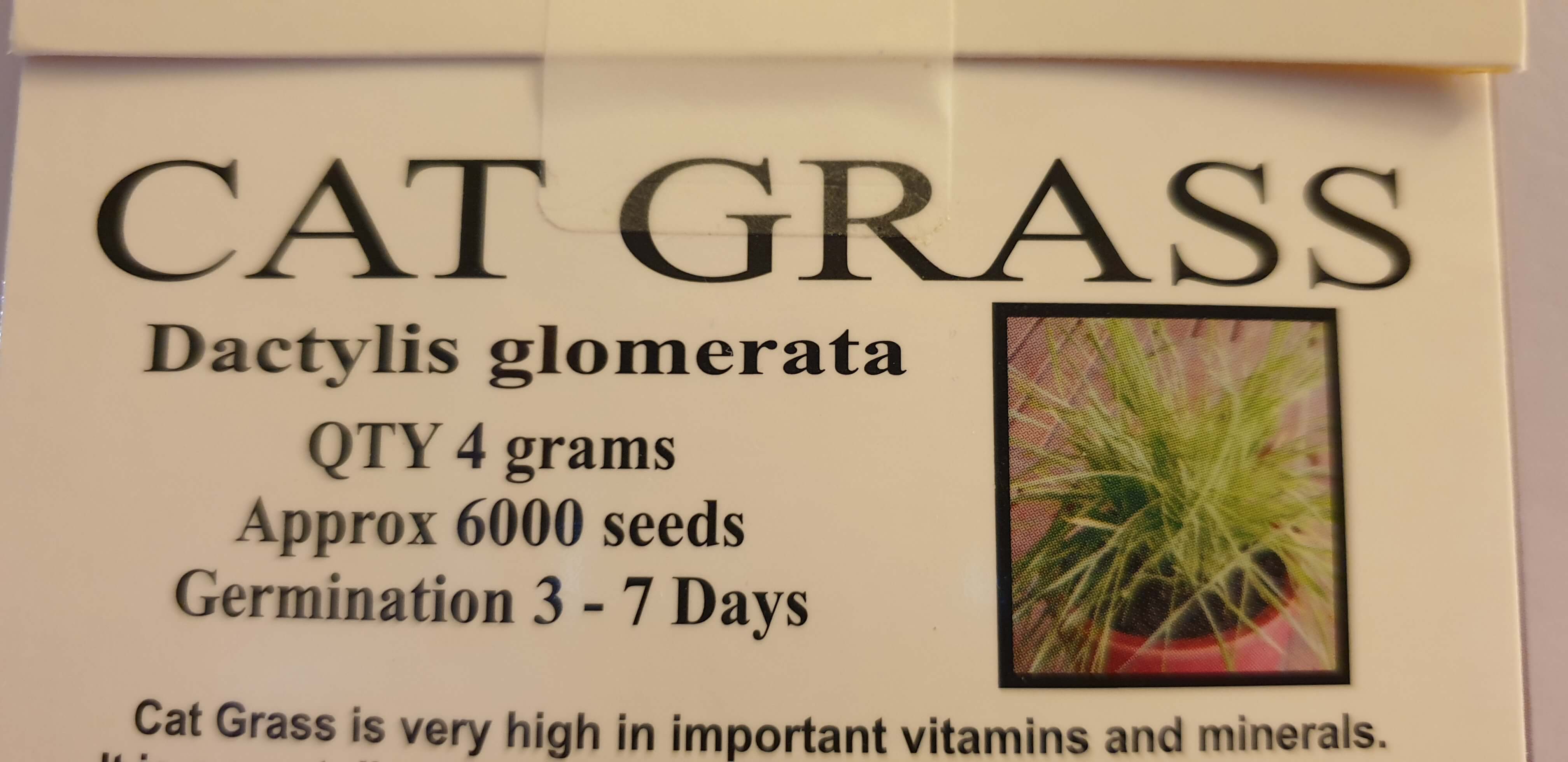 Cat Grass Seeds to grow for your fur baby moo cows!