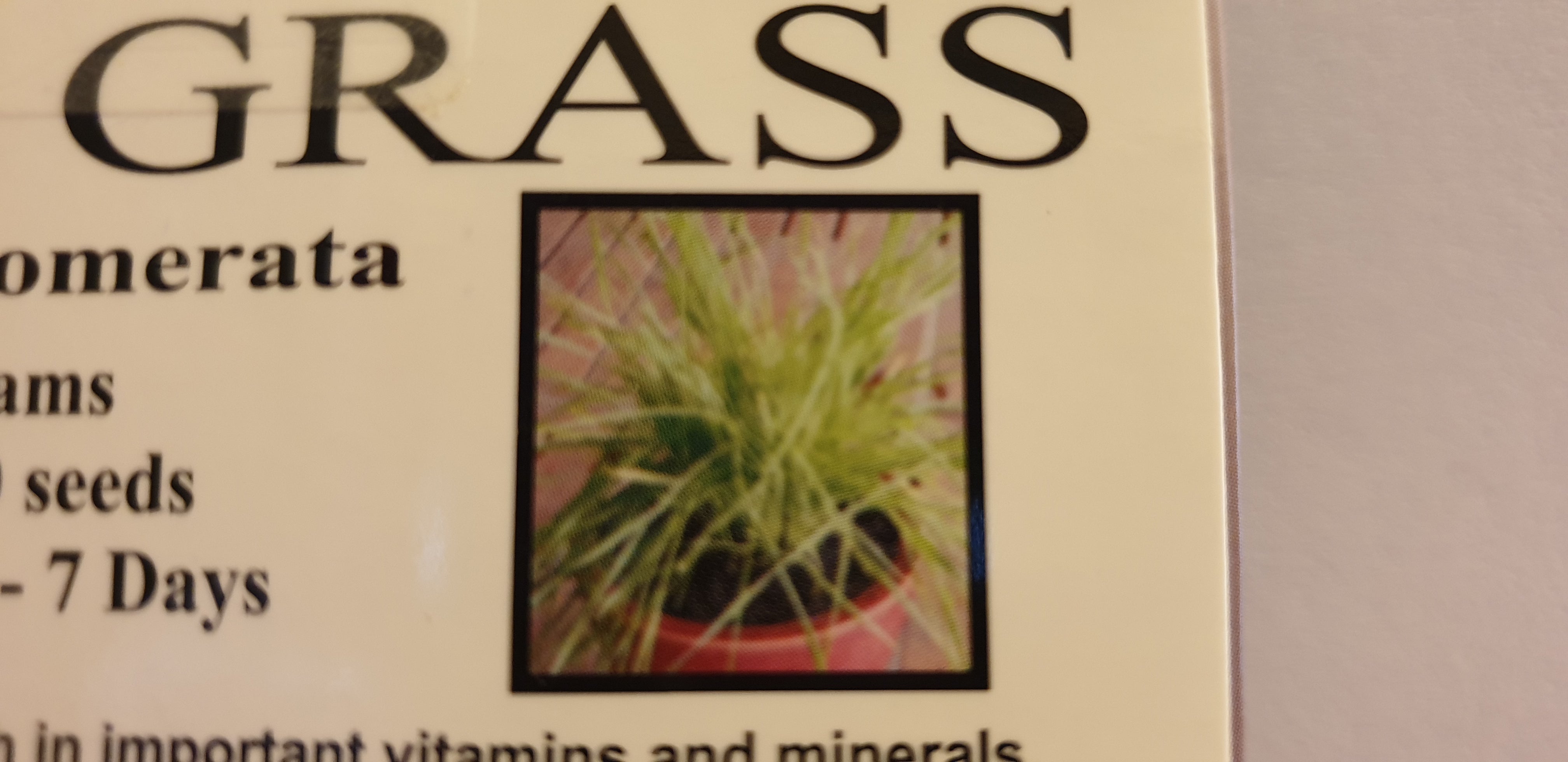 Cat Grass Seeds to grow for your fur baby moo cows!
