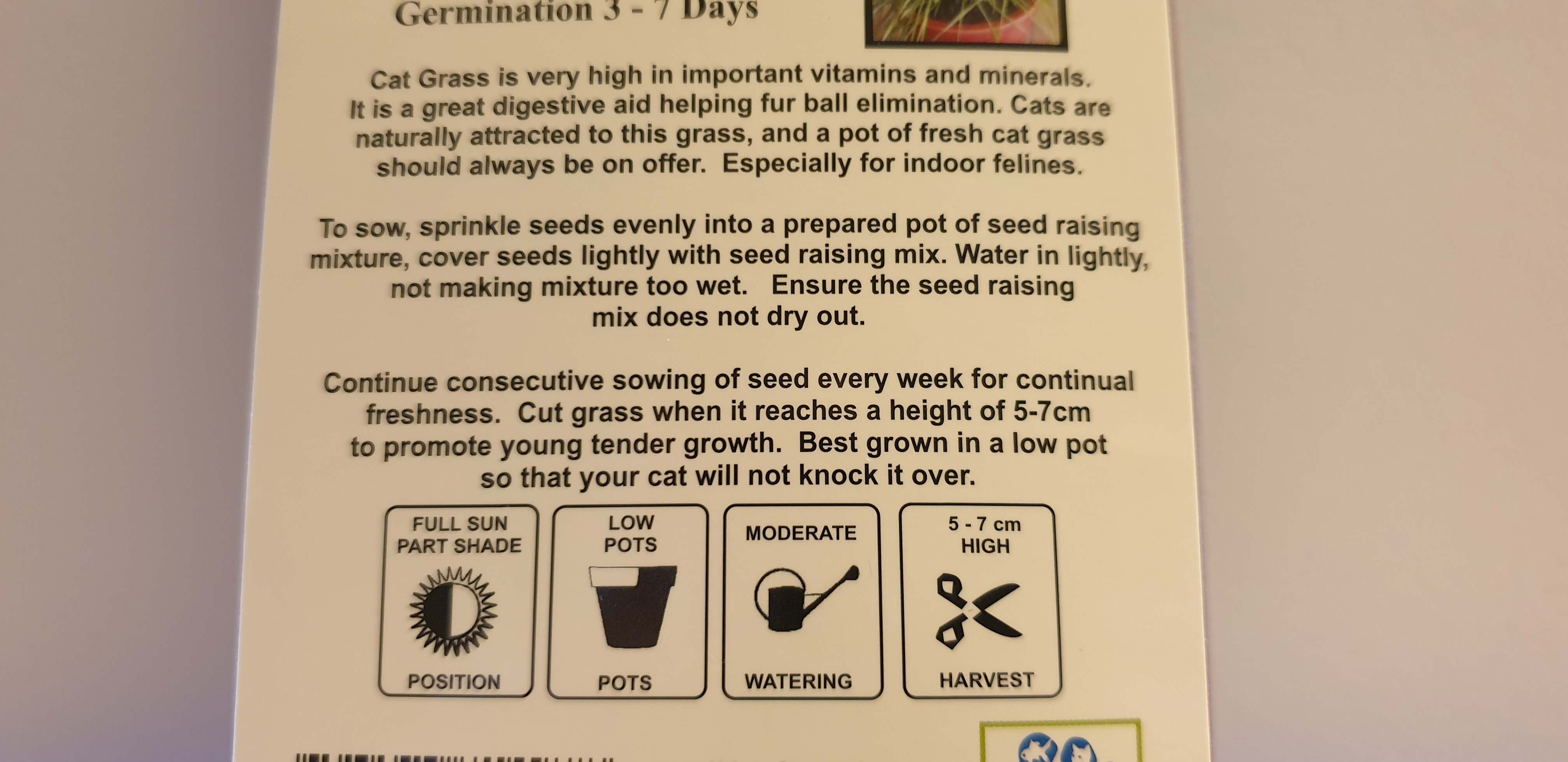 Cat Grass Seeds to grow for your fur baby moo cows!