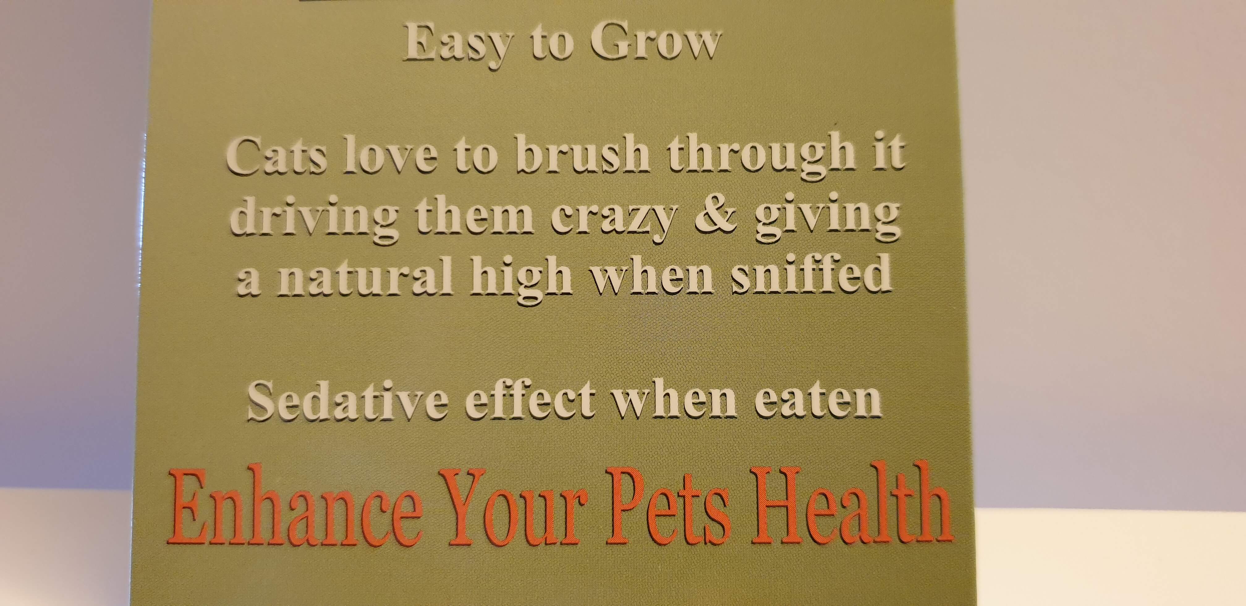 Kitty Catnip Seeds - Plan for the Catnip Party!