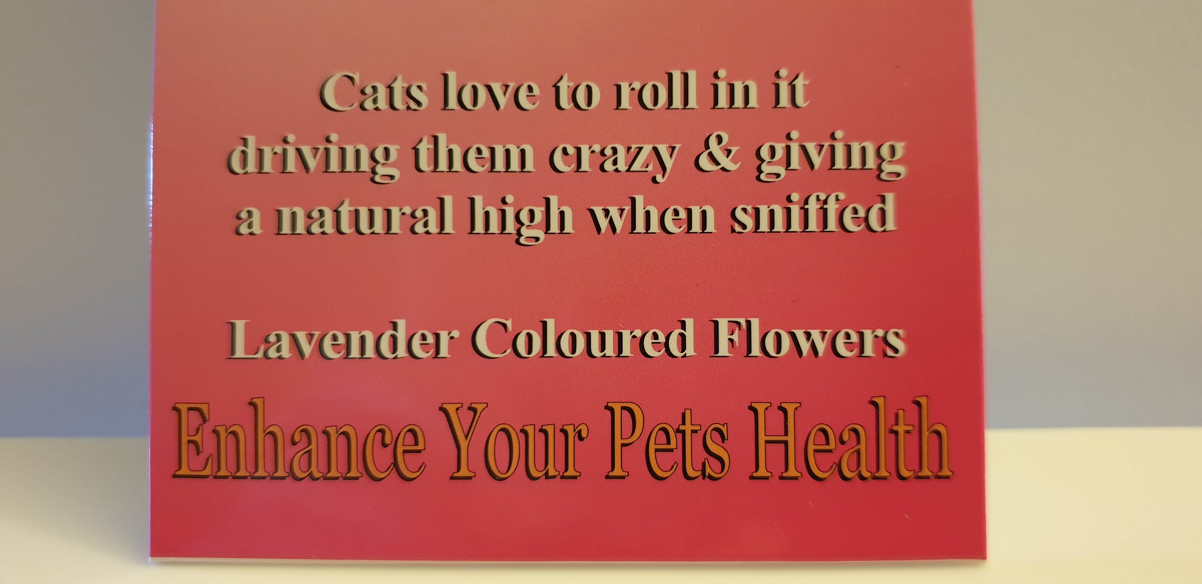 Cat Mint Seeds to Sew for a Natural High for Kitty.