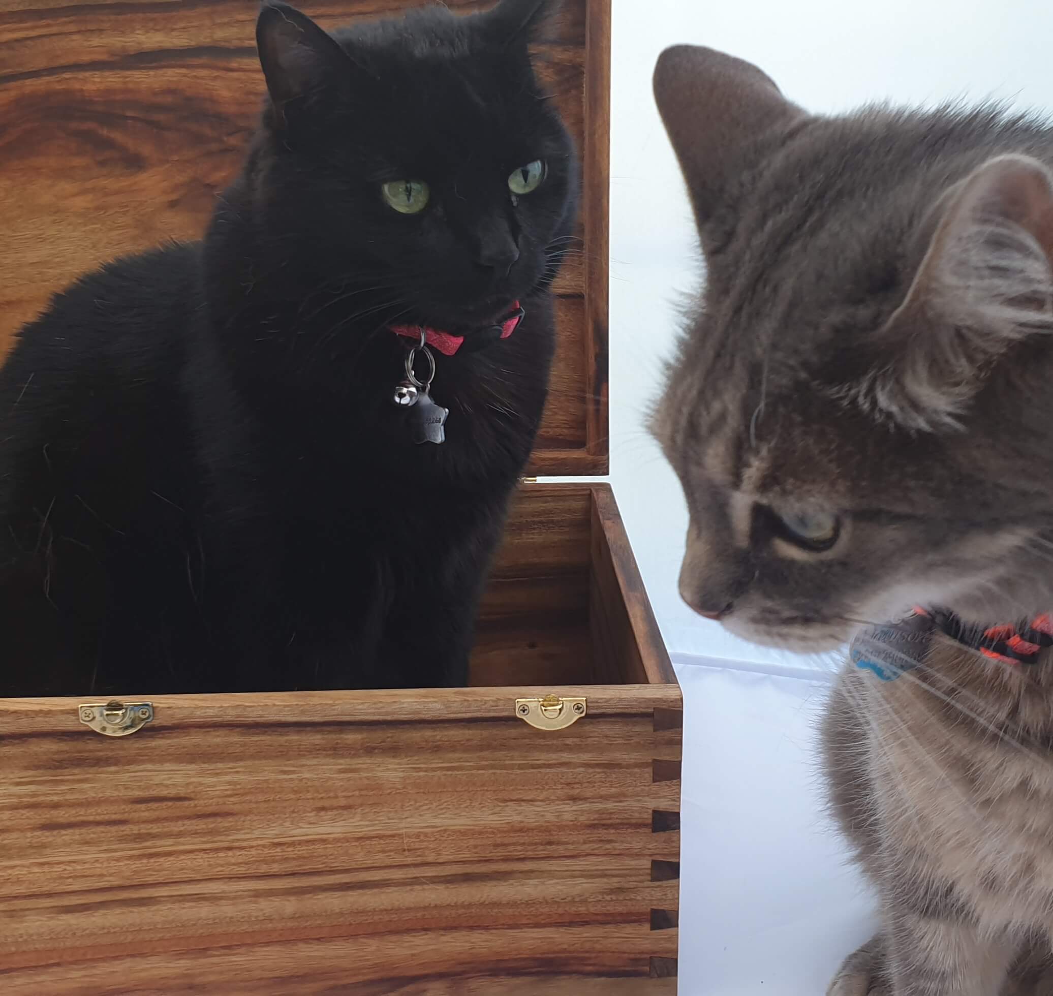 Handmade Australian Crafted Timber 'Keepsakes' Kitty Storage Box