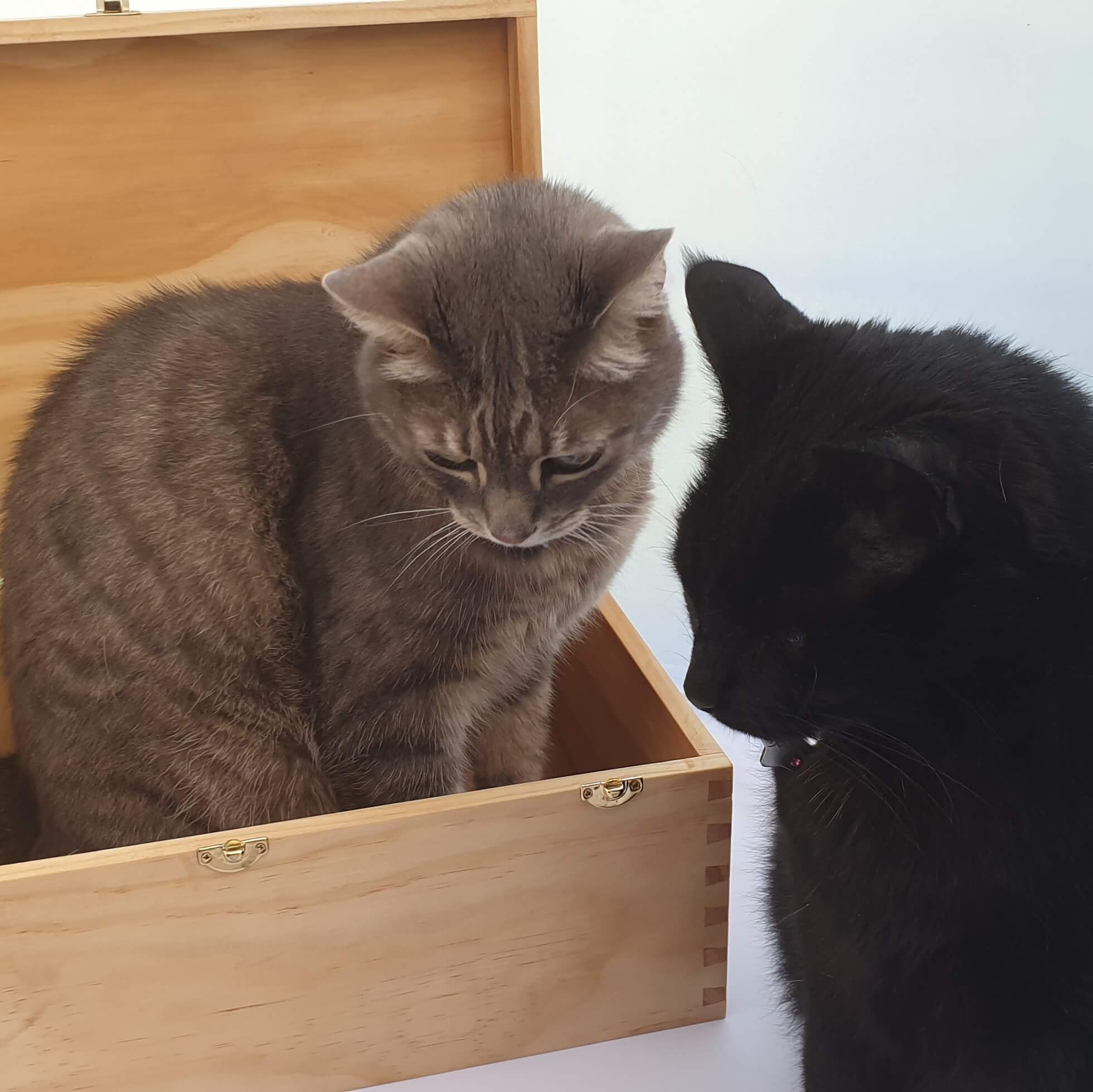 Handmade Australian Crafted Timber 'Keepsakes' Kitty Storage Box