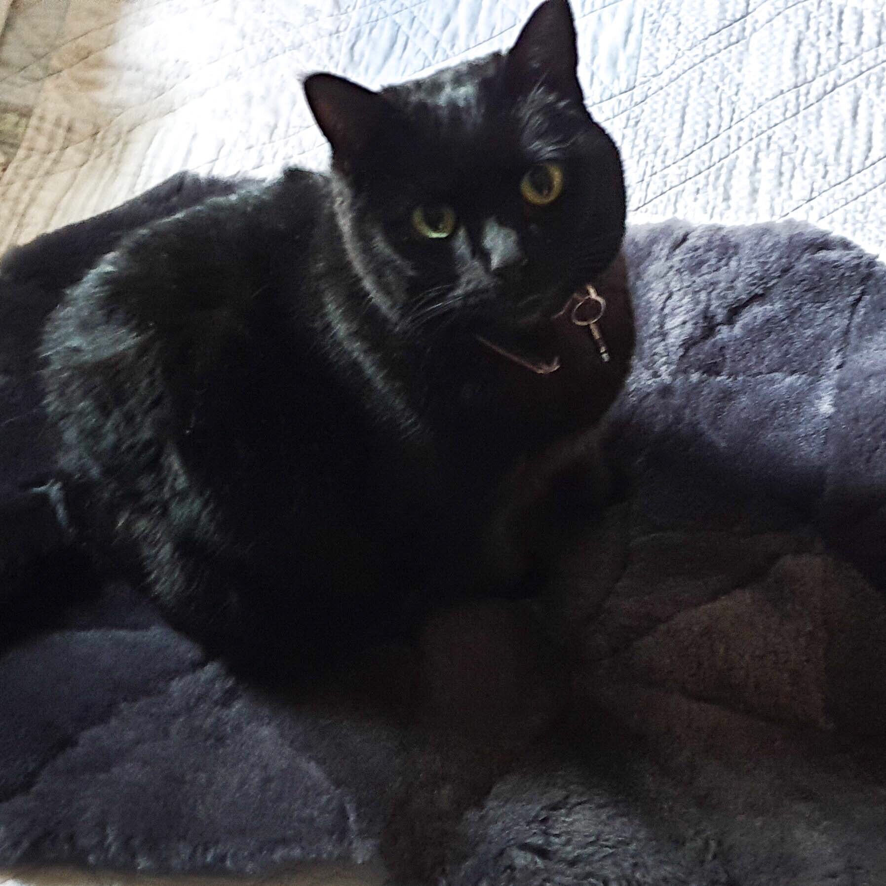 Pure Australian Sheepskin Wool Kitty Bedding Plush Fleece for Small Pet.