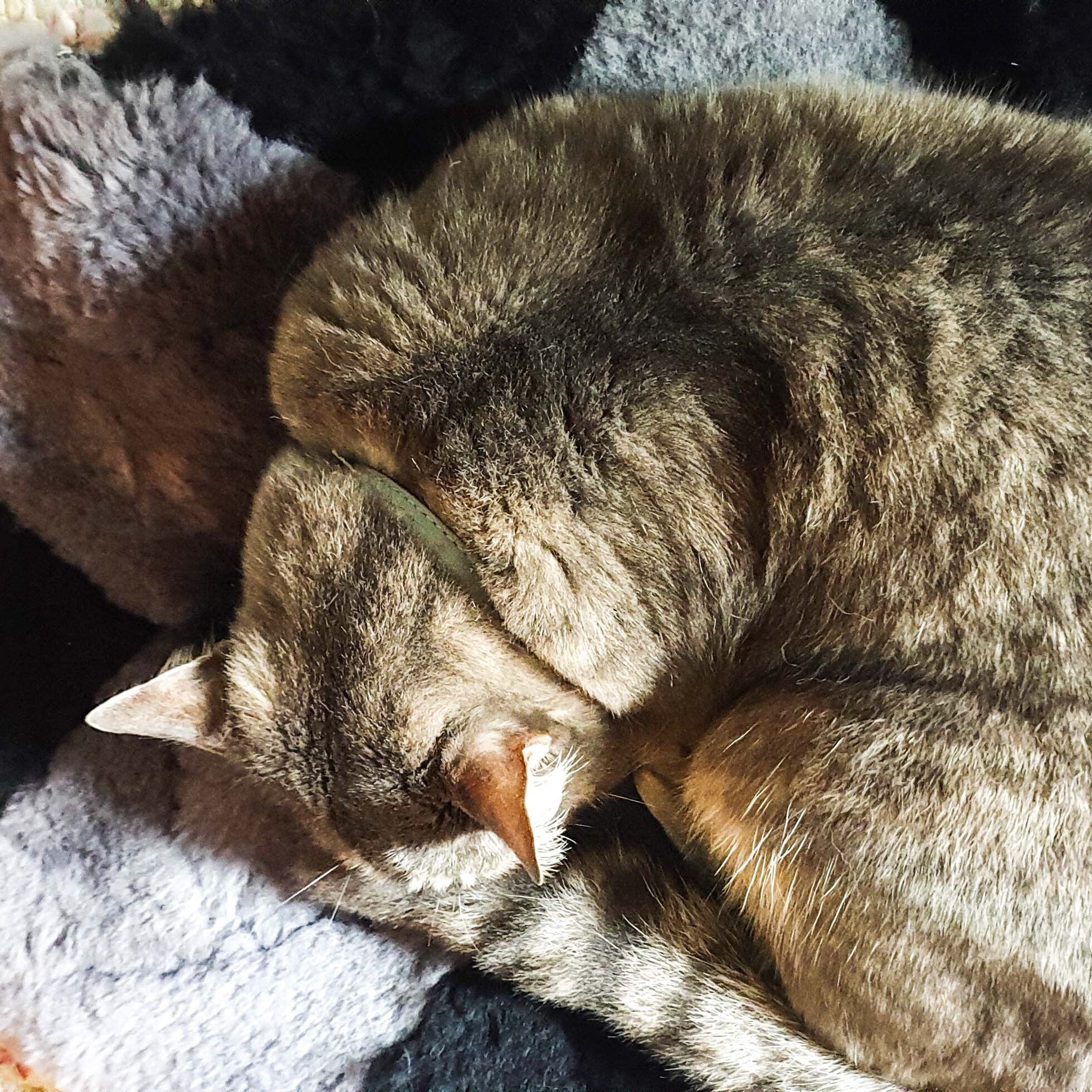 Pure Australian Sheepskin Wool Kitty Bedding Plush Fleece for Small Pet.