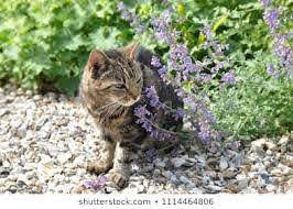 Cat Mint Seeds to Sew for a Natural High for Kitty.