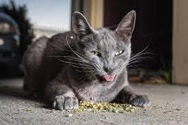 Organic Catnip Party For Kitty!