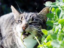 Kitty Catnip Seeds - Plan for the Catnip Party!