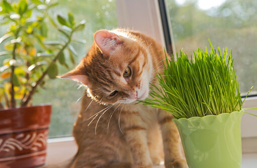 Cat Grass Seeds to grow for your fur baby moo cows!